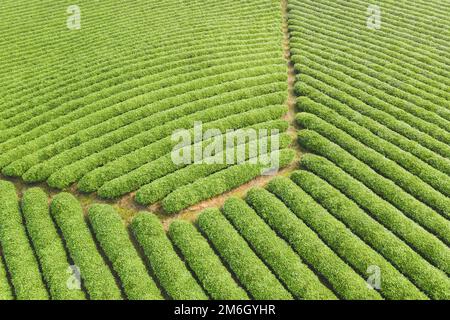 Wunderschöne Teeplantage mit grünem Hintergrund Stockfoto