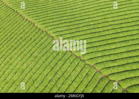 Grüner Hintergrund der Teeplantage Stockfoto