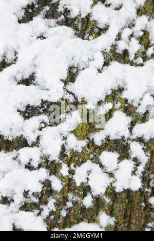 Naturhintergrund mit schneebedeckter Baumrinde. Baumrinde unter Schnee. Stockfoto