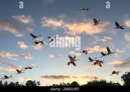 Die Herde der Sandhill-Kraniche, die bei Sonnenaufgang wegfliegen Stockfoto