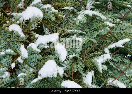 Nadelbäume unter dem Schnee im Winter. Stockfoto