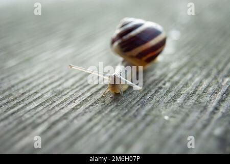 Schnecke auf einem Brett, geringe Schärfentiefe Stockfoto