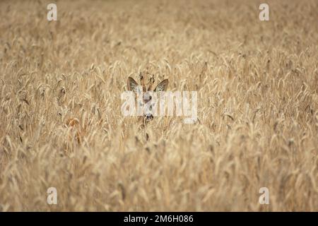 Ein männliches Reh, versteckt in den Ähren des Getreides Stockfoto