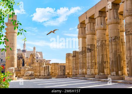 Möwe im Tempel von Luxor Stockfoto