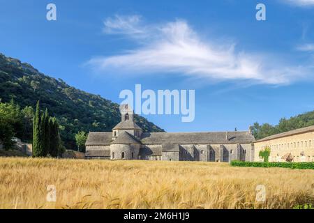 Abtei Notre-Dame de Senanque, Kloster Senanque, in der Nähe von Gordes, vor einem Getreidefeld, Provence, Provence-Alpes-Cote dAzur, Südfrankreich Stockfoto