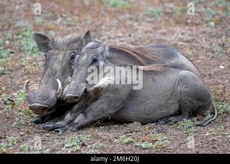 Gemeines Warzenschwein (Phacochoerus africanus), Paar in der Dämmerung, Süd-Luangwa, Sambia Stockfoto