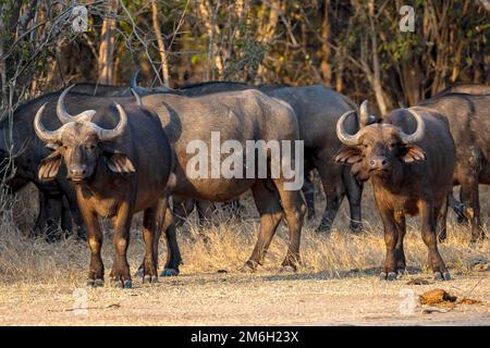 Afrikanischer Büffel (Syncerus Caffer), in Waldaufforstung, im Abendlicht, Süd-Luangwa, Sambia Stockfoto