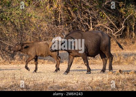 Afrikanischer Büffel (Syncerus caffer), Stier und Kalb, in Waldrodung, im Abendlicht, Rotschnabeloxpecker (Buphagus erythrorhynchus), Süden Stockfoto