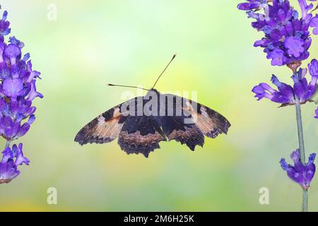 Kleine Schildkrötenmaus (Nymphalis urticae), im Flug, Highspeed-Naturfoto, zwischen echtem Gemeinen Lavendel (Lavandula angustifolia), Siegerland, Norden Stockfoto