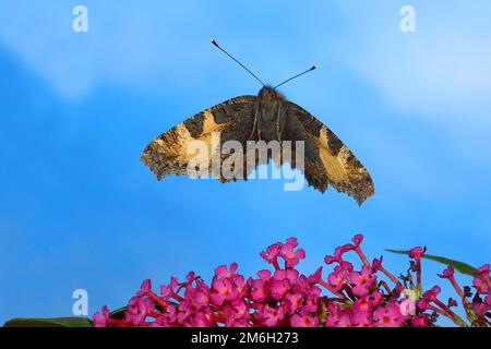 Kleine Schildkrötenmaus (Nymphalis urticae), im Flug, Highspeed-Naturfoto, über Zwerg-Schmetterling-Busch (Buddleja davidii) Siegerland, Norden Stockfoto