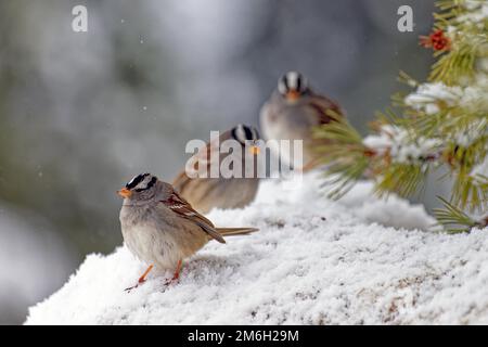 Weißer Spatz (Zonotrichia leucophrys), herrliches Kleid, im Schnee sitzend, Yukon, Kanada Stockfoto