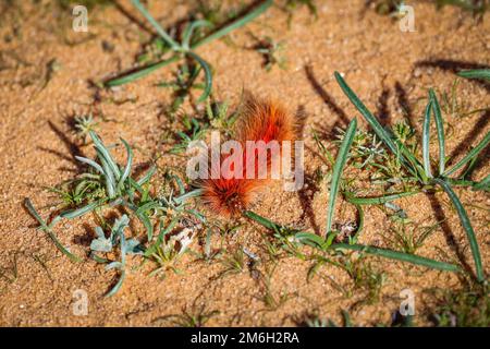 Saudi-Arabien. 04. Januar 2023. Während der Phase 4 des Dakar 2023 rund um Hail, am 4. Januar 2023 in Hail, Saudi-Arabien - Photo Florent Gooden / DPPI Credit: DPPI Media/Alamy Live News Stockfoto