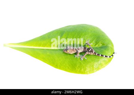 Ein grauer Toki Gecko (Gekko Gecko) auf weißem Hintergrund Stockfoto