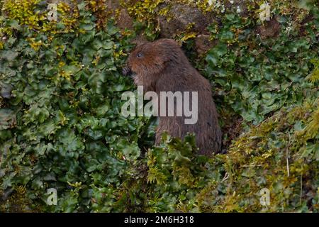 Wasservole (Arvicola amphibius) ausgewachsenes Tier an einem Flussufer, Derbyshire, England, Vereinigtes Königreich Stockfoto