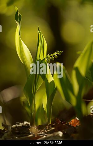 Lilie des Tals (Convallaria majalis) Knospen, Hessen, Deutschland Stockfoto