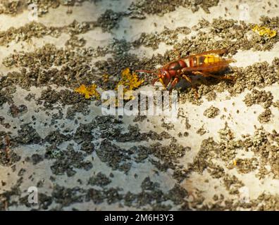 Europäische Hornisse (Vespa crabro) Trinkbaum-sap, Hessen, Deutschland Stockfoto