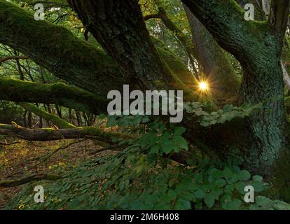 Die untergehende Sonne scheint durch eine alte Eiche, Hessen, Deutschland Stockfoto