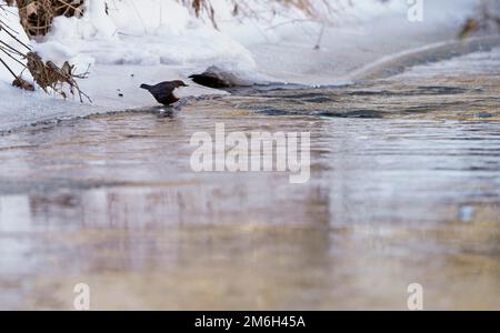 Weißbrustdipper (Cinclus cinclus) im Winter, Hessen, Deutschland Stockfoto