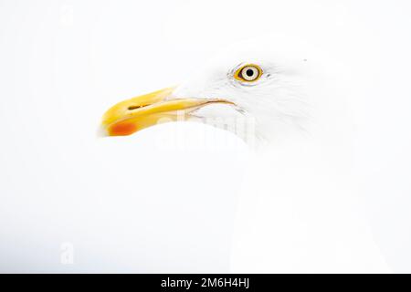 Heringsmull (Larus argentatus) Hochschlüsselporträt Stockfoto