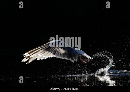 Heringsmull (Larus argentatus) mit Hintergrundbeleuchtung, wenn sie vom Wasser abhebt Stockfoto