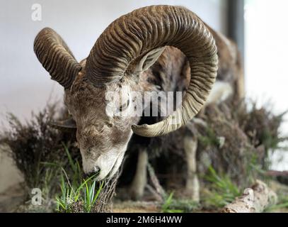 Plüschtier in einem Naturmuseum Stockfoto