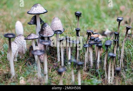 Weiße Pilze mit schwarzer Tinte im Wald Stockfoto