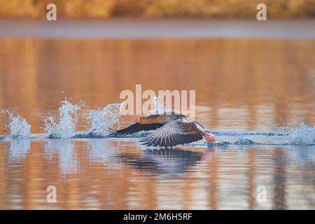 Greylag Goose (Anser anser), im Flug beim Start, Reinheimer Teich, Hessen, Deutschland Stockfoto