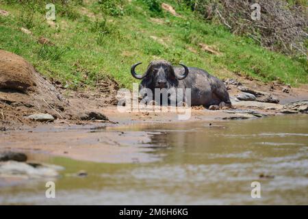 Afrikanischer Büffel (syncerus Caffer), am Fluss gelegen, Masai Mara National Reserve, Kenia Stockfoto