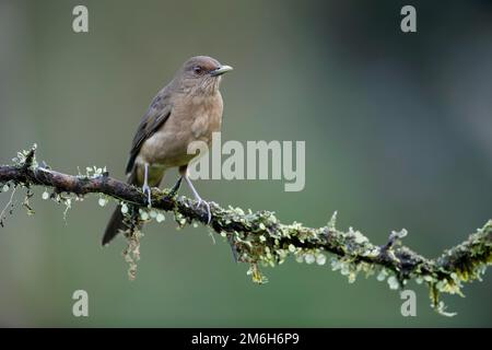 Tonfarbene Soor (Turdus grayi) oder Plain Thrush, der Nationalvogel von Costa Rica, auf dem Zweig, Boca Tapada Region, Costa Rica Stockfoto