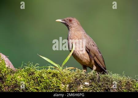 Tonfarbene Soor (Turdus grayi) oder Plain Thrush, der Nationalvogel von Costa Rica, auf dem Zweig, Boca Tapada Region, Costa Rica Stockfoto