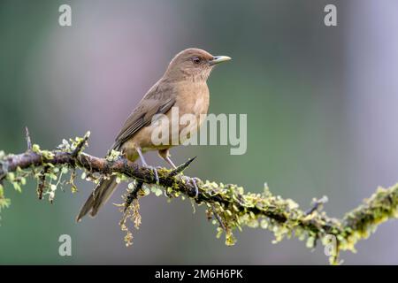 Tonfarbene Soor (Turdus grayi) oder Plain Thrush, der Nationalvogel von Costa Rica, auf dem Zweig, Boca Tapada Region, Costa Rica Stockfoto