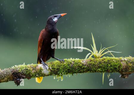 Montezuma Oropendola (Psarocolius montezuma), männlich im Regen, auf dem Zweig mit Bromelien, Region Boca Tapada, Costa Rica, Mittelamerika Stockfoto