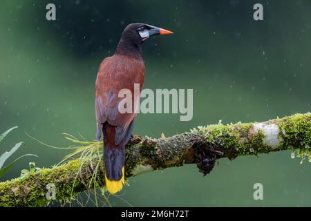 Montezuma Oropendola (Psarocolius montezuma), männlich im Regen, auf dem Ast mit Bromelien, Region Boca Tapada, Costa Rica Stockfoto