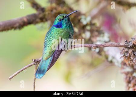 Mexikanisches Violetar (Colibri thalassinus), lebt im Hochland, Cordillera de Talamanca, Costa Rica Stockfoto