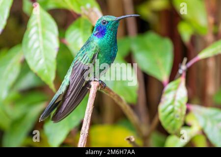 Mexikanisches Violetar (Colibri thalassinus), lebt im Hochland, Cordillera de Talamanca, Costa Rica Stockfoto