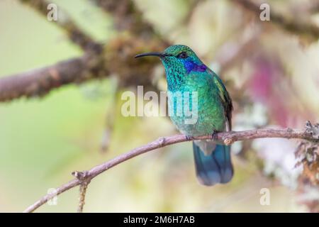 Mexikanisches Violetar (Colibri thalassinus), lebt im Hochland, Cordillera de Talamanca, Costa Rica Stockfoto