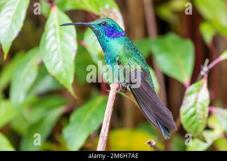 Mexikanisches Violetar (Colibri thalassinus), lebt im Hochland, Cordillera de Talamanca, Costa Rica Stockfoto