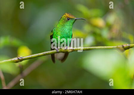 Kupferkopf-Smaragd (Elvira cupreiceps), männlich, Monteverde-Regenwald, Costa Rica Stockfoto