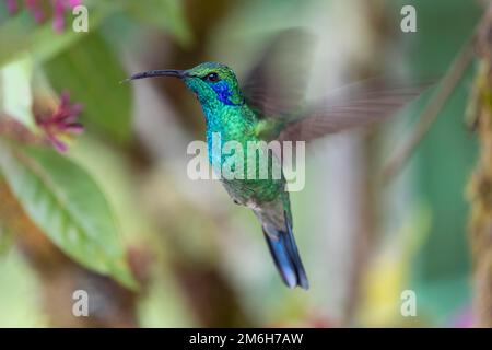 Mexikanisches Violetar (Colibri thalassinus), steht in der Luft, lebt im Hochland, Cordillera de Talamanca, Costa Rica Stockfoto