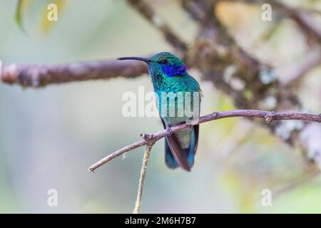 Mexikanisches Violetar (Colibri thalassinus) mit gespaltenen lilafarbenen Federn auf dem Kopf, die violetten Ohren, leben im Hochland, Cordillera de Talamanca Stockfoto