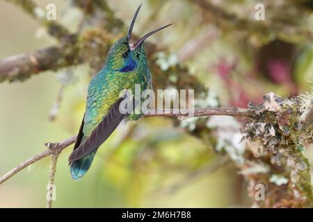 Mexikanisches Violetar (Colibri thalassinus), mit offenem Schnabel, lebt im Hochland, Cordillera de Talamanca, Costa Rica Stockfoto