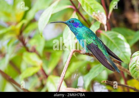 Mexikanisches Violetar (Colibri thalassinus), lebt im Hochland, Cordillera de Talamanca, Costa Rica Stockfoto