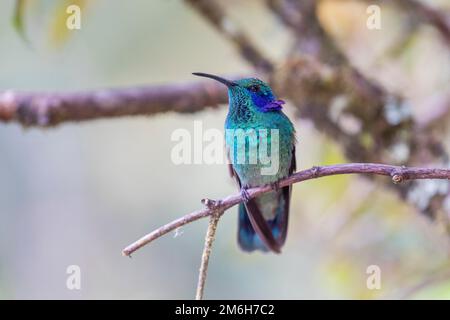 Mexikanisches Violetar (Colibri thalassinus) mit gespaltenen lilafarbenen Federn auf dem Kopf, die violetten Ohren, leben im Hochland, Cordillera de Talamanca Stockfoto