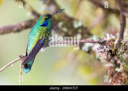 Mexikanisches Violetar (Colibri thalassinus), lebt im Hochland, Cordillera de Talamanca, Costa Rica Stockfoto