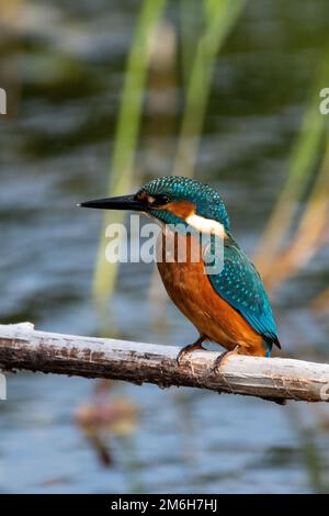 Junger männlicher Gemeiner Königsfischer, der auf einer Sitzbank im Naturschutzgebiet Lakenheath Fen in Suffolk, Großbritannien, sitzt Stockfoto