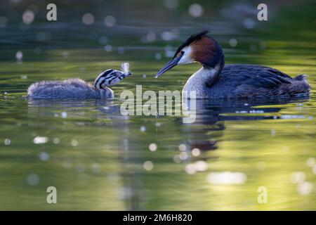 Großkammgras (Podiceps cristatus), erwachsener Vogel mit jungen Tieren, die eine Feder im Schnabel haben, Nettetal, Nordrhein-Westfalen, Deutschland Stockfoto