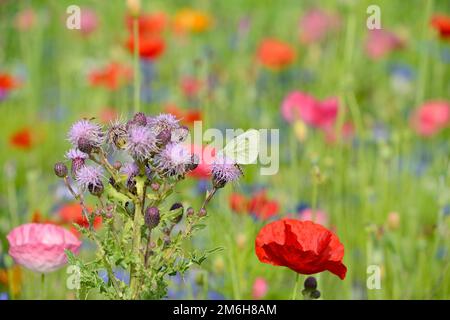 Blütenstreifen, schleichende Distel (Cirsium arvense) im Blumengebiet, Blüten mit Pieriden (Pieridae) und Hoverfly (Syrphidae), Mohnblumen Stockfoto