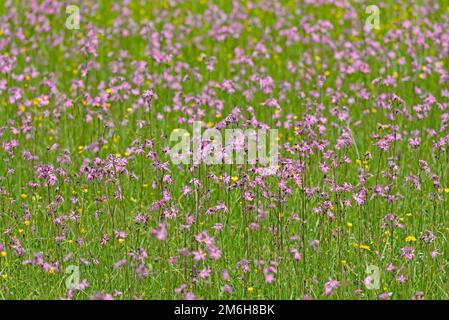 Bergwiese mit Wildblumen (Lychnis flos-cuculi), Butterblume (Ranunculus) und kuckuckuckscampion zur Blütezeit, Oberstdorf, Allgaeu, Allgaeu Stockfoto