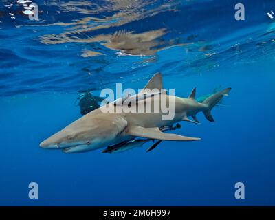 Zitronenhai (Negaprion brevirostris) mit gemeiner Remora (Remora remora) und Taucher vor Jupiter, Florida, USA Stockfoto