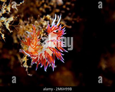 Schnecke (Cratena peregrina), Mittelmeer, Rosas, Costa Brava, Spanien Stockfoto